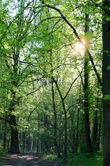 trees with bright green foliage in forest, abstract natural background. Beautiful atmosphere forest landscape. sunny day in spring summer forest. Ecology, organic, save earth concept