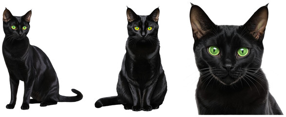 Set of black cats with green eyes in different positions on a transparent background