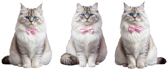 Set of cute fluffy white cats with blue eyes and pink bow tie sitting on a transparent background