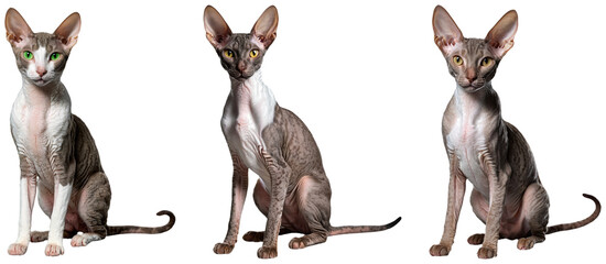 Set of white-brown Cornish Rex cats with green and yellow eyes sitting on a transparent background