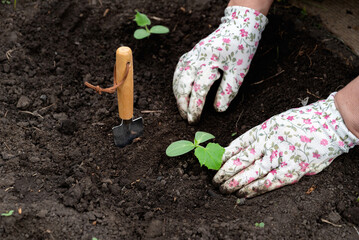 Hands planting young seedlings in a garden bed during spring, surrounded by rich soil and gardening...