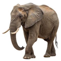Obraz premium elephant isolated on white background. Elephant walking gracefully