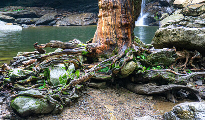 The base of an aged tree with gnarly roots wrapping around the rocky edge of the plunge pool at Greeter Falls in TN. The tree's surface is bare, revealing the rich colors of the wood underneath.