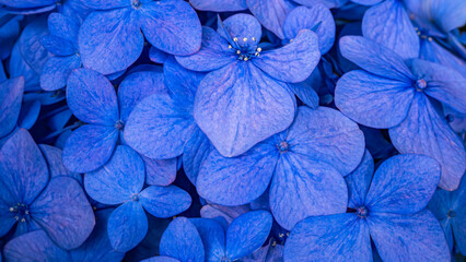 青紫の紫陽花・梅雨の静けさ © RYOSUKE