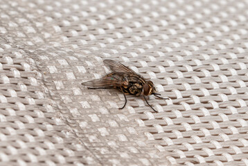  Housefly (Musca domestica)
