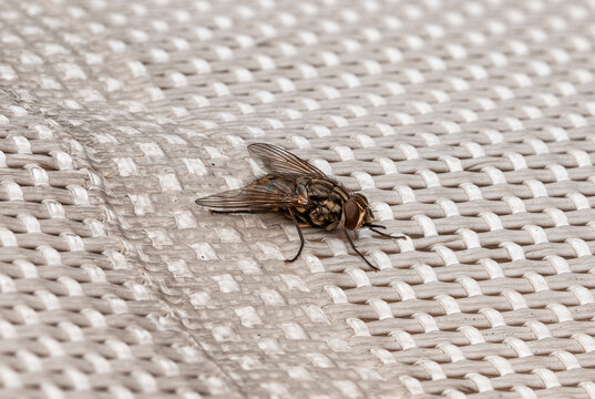  Housefly (Musca domestica)