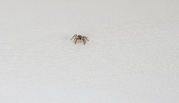 Macro of Zebra Jumping Spider (Salticus scenicus)