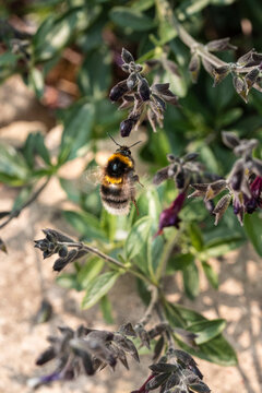 White-tailed bumblebee (Bombus lucorum) hovering near a salvia flower