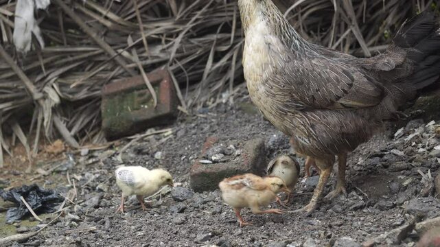 Indian fowl, also known as desi chicken, are hardy, free-ranging birds valued for their flavorful meat and natural foraging habits.