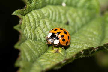 Close up of a UK British Ladybird or Ladybug Insect in the wild