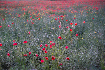 Poppies after the rain