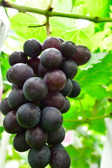 ぶどう狩りイメージ（山形県）