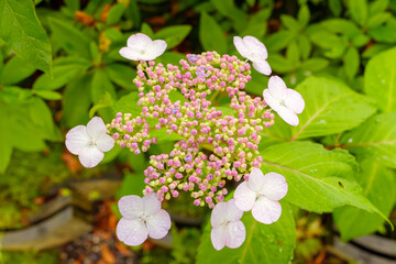 ガクアジサイの蕾と花びらの繊細なディテール
