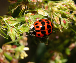 Close up of a Harlequin Ladybird ladybug insect on fauna