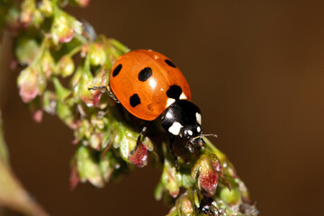 Close up of a UK British Ladybird or Ladybug Insect in the wild