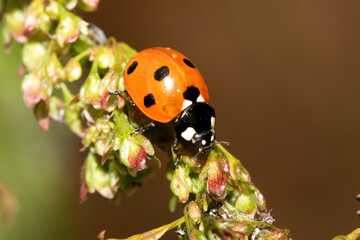 Close up of a UK British Ladybird or Ladybug Insect in the wild