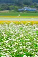 田園風景とそば畑（山形県）