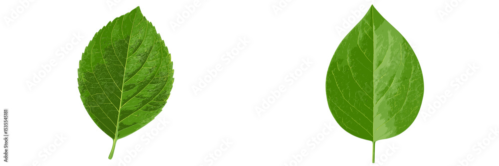 Aufkleber Comparison of two green leaves showing differences in shape and texture on a white background in natural light