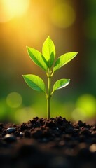 Sunrise illuminates young tree sapling, early growth stages , process, environment, light