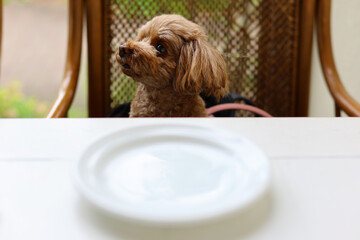 ドッグカフェで料理を待っているトイ・プードル