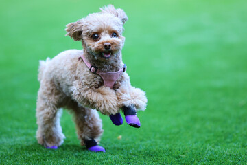 紫の靴を履いてドッグランで遊んでいるトイ・プードル