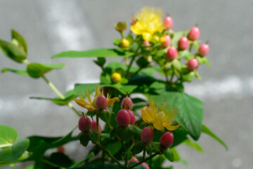 Close up of Hypericum androsaemum L. (Tutsan, Shrubby St. John's Wort, Sweet-amber )