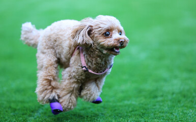 靴を履いてドッグランで遊ぶトイ・プードル