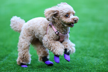 靴を履いてドッグランで遊ぶトイ・プードル