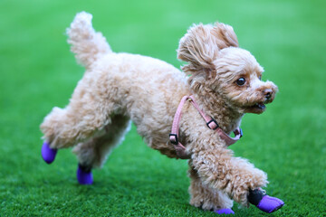 靴を履いてドッグランで遊んでいるトイ・プードル