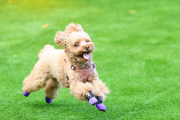 靴を履いてドッグランで遊ぶトイ・プードル