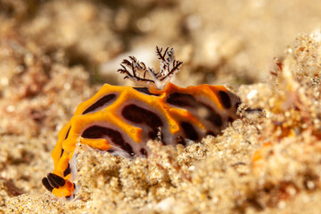 Mozambique, Maputo, Ponta do Ouro, Black and Yellow Nudibranch, Sea slug