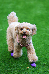 靴を履いて、ドッグランで遊ぶトイ・プードル