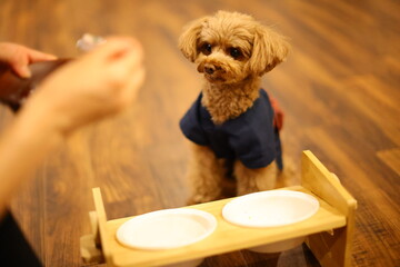 ご飯を食べたいトイ・プードル