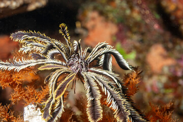 Mozambique, Maputo, Ponta do Ouro, Crinoid (Crinoidea)