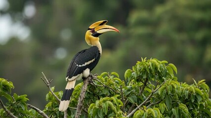 Great hornbill bird with yellow beak perched on tree branch. Tropical bird species in natural forest habitat for wildlife and birdwatching content