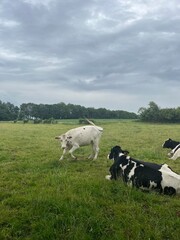 Fototapeta premium cows in a field, playing cow