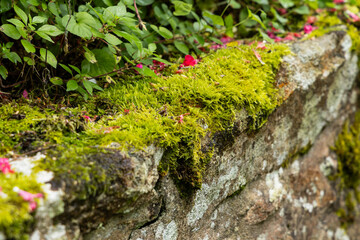 Une épaisse couche de mousse recouvre un mur en pierre.