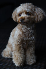 暗闇でお座りをするトイ・プードル