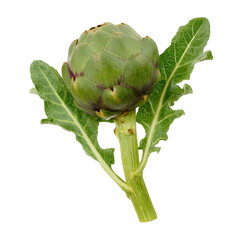 A single artichoke isolated on transparent background, showcasing its vibrant green color and fresh leaves