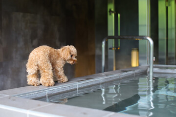温泉に入ろうか迷っているトイ・プードル
