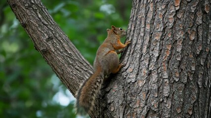 Grey squirrel climbing up tree trunk with textured bark in forest environment. Small rodent mammal moving on wooden surface for nature and wildlife content