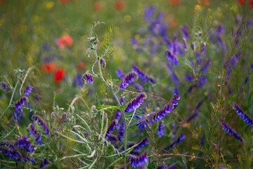 Wildflowers	