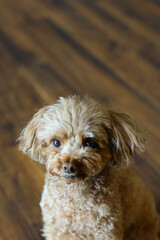 お座りをしているトイ・プードル