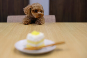 ケーキを食べたいトイ・プードル
