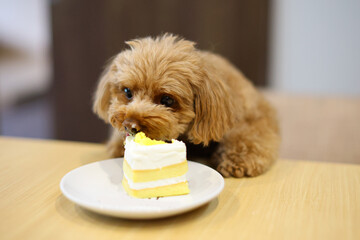 ケーキを食べるトイ・プードル
