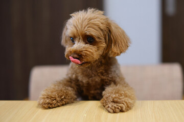 テーブルでご飯を待つトイ・プードル