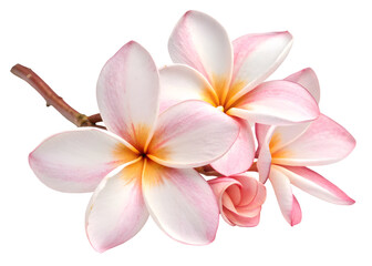 Naklejka premium Crape jasmine on transparent background