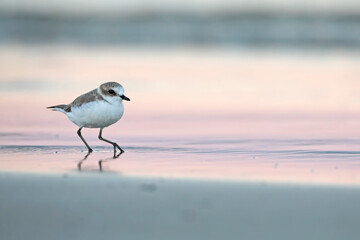 Kentish Plover (Charadrius alexandrinus) in natural habitat. Coastal bird photography ideal for nature, wildlife, and conservation projects.