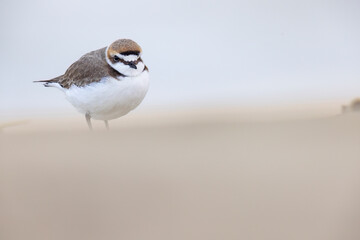 Kentish Plover (Charadrius alexandrinus) in natural habitat. Coastal bird photography ideal for nature, wildlife, and conservation projects.
