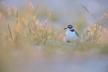 Kentish Plover (Charadrius alexandrinus) in natural habitat. Coastal bird photography ideal for nature, wildlife, and conservation projects.